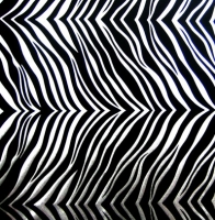 Animal Print Zebra Spandex Covers AP-281